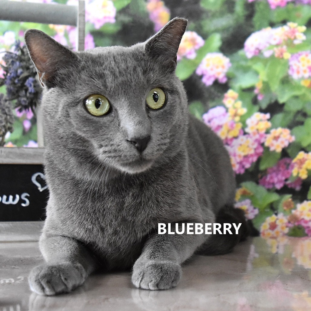 Blueberry
