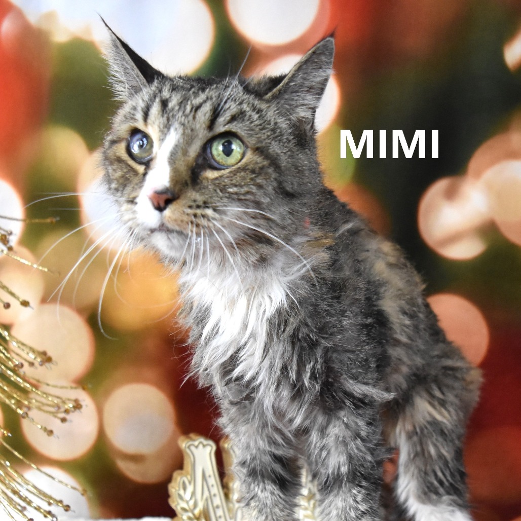 Mimi