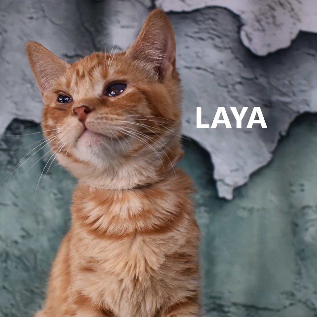 Laya
