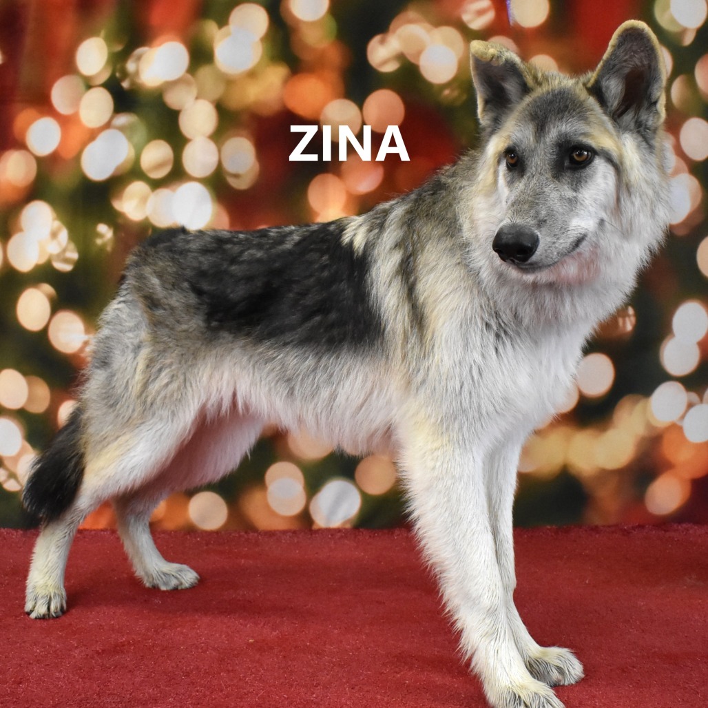 Zina