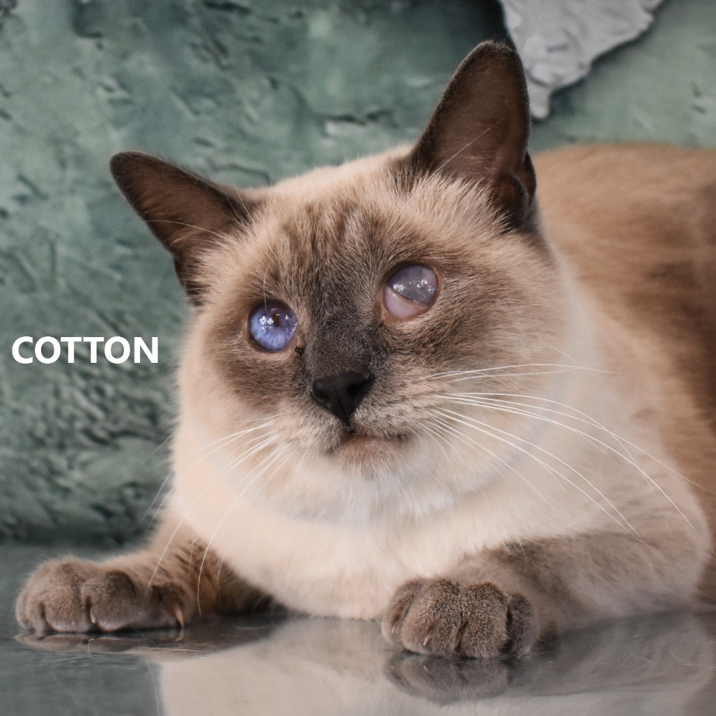 Cotton