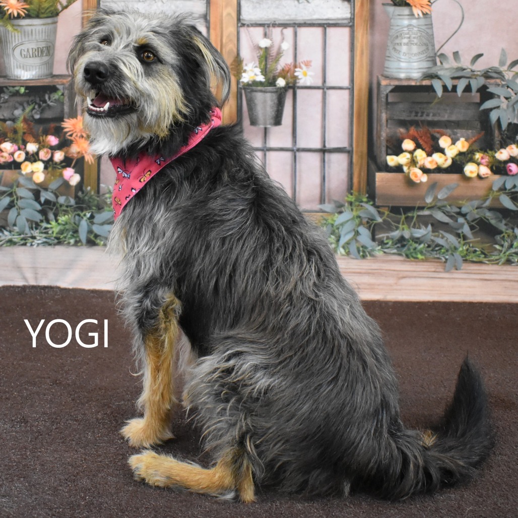 Yogi