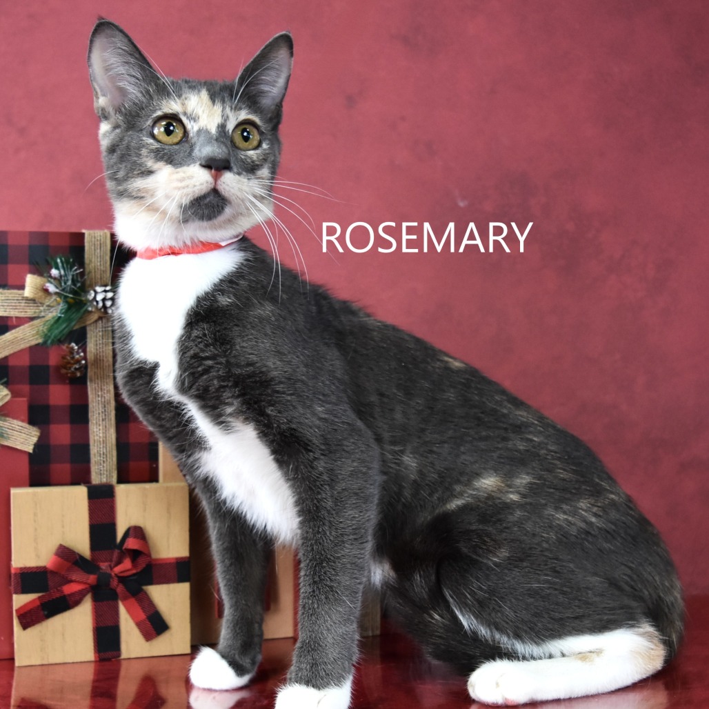 Rosemary