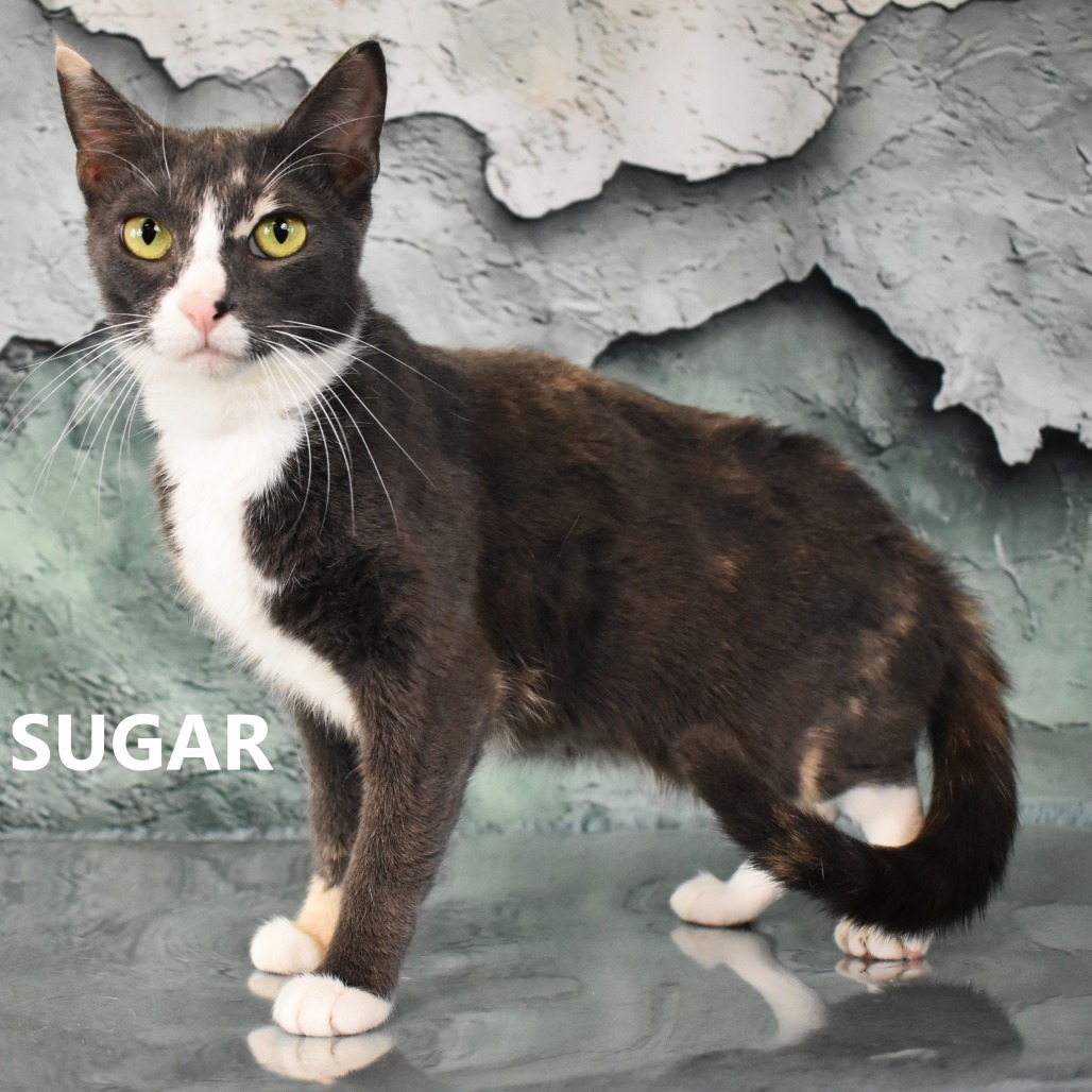 Sugar