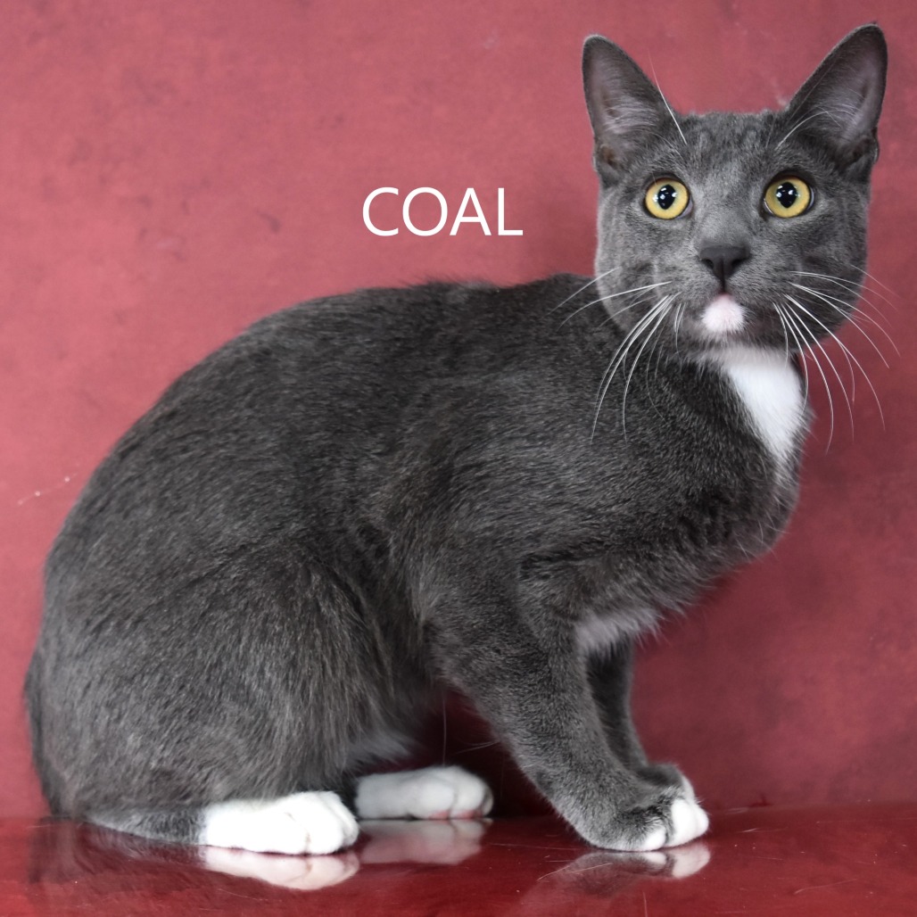 Coal