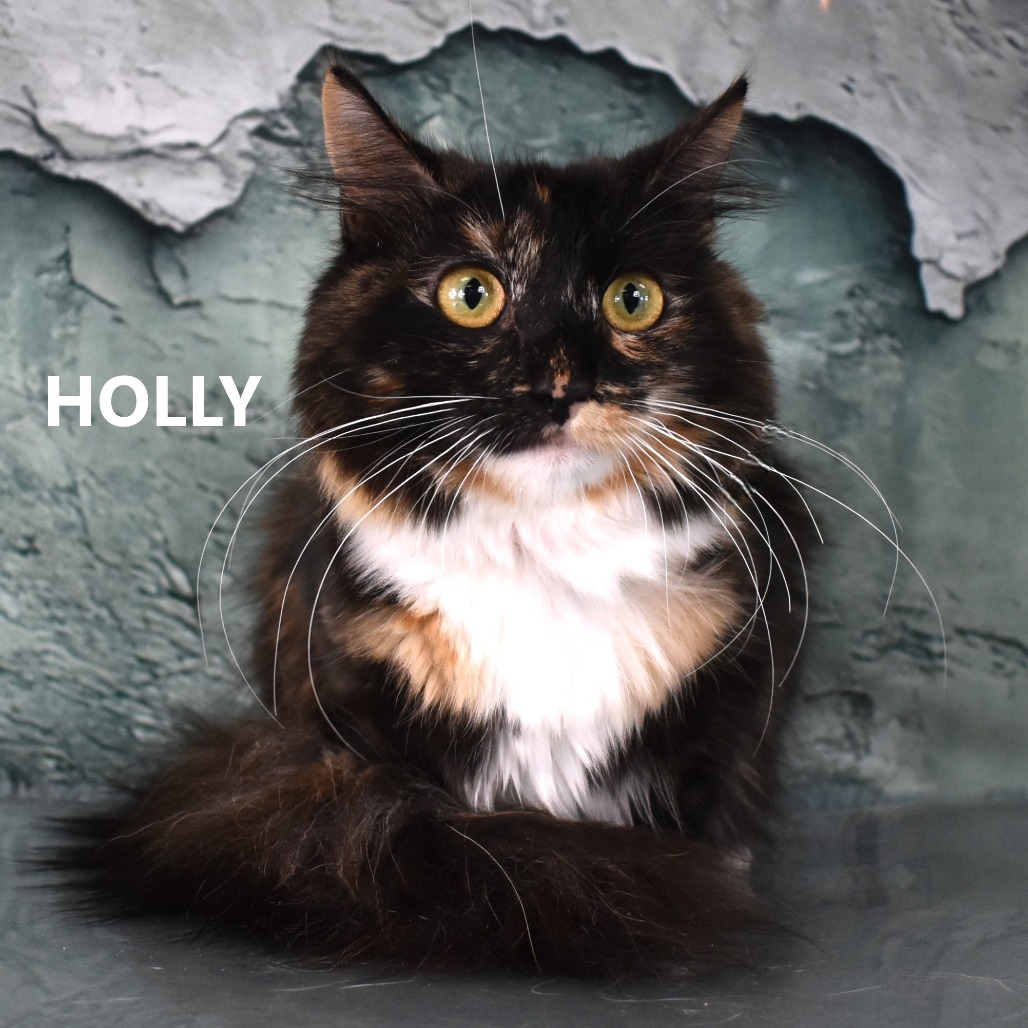 Holly