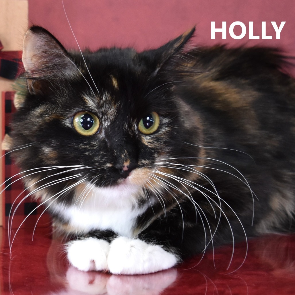 Holly