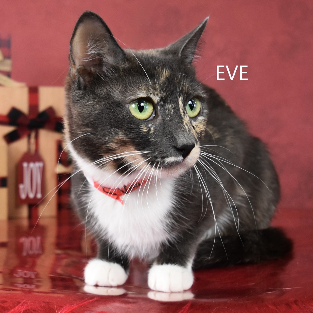 Eve