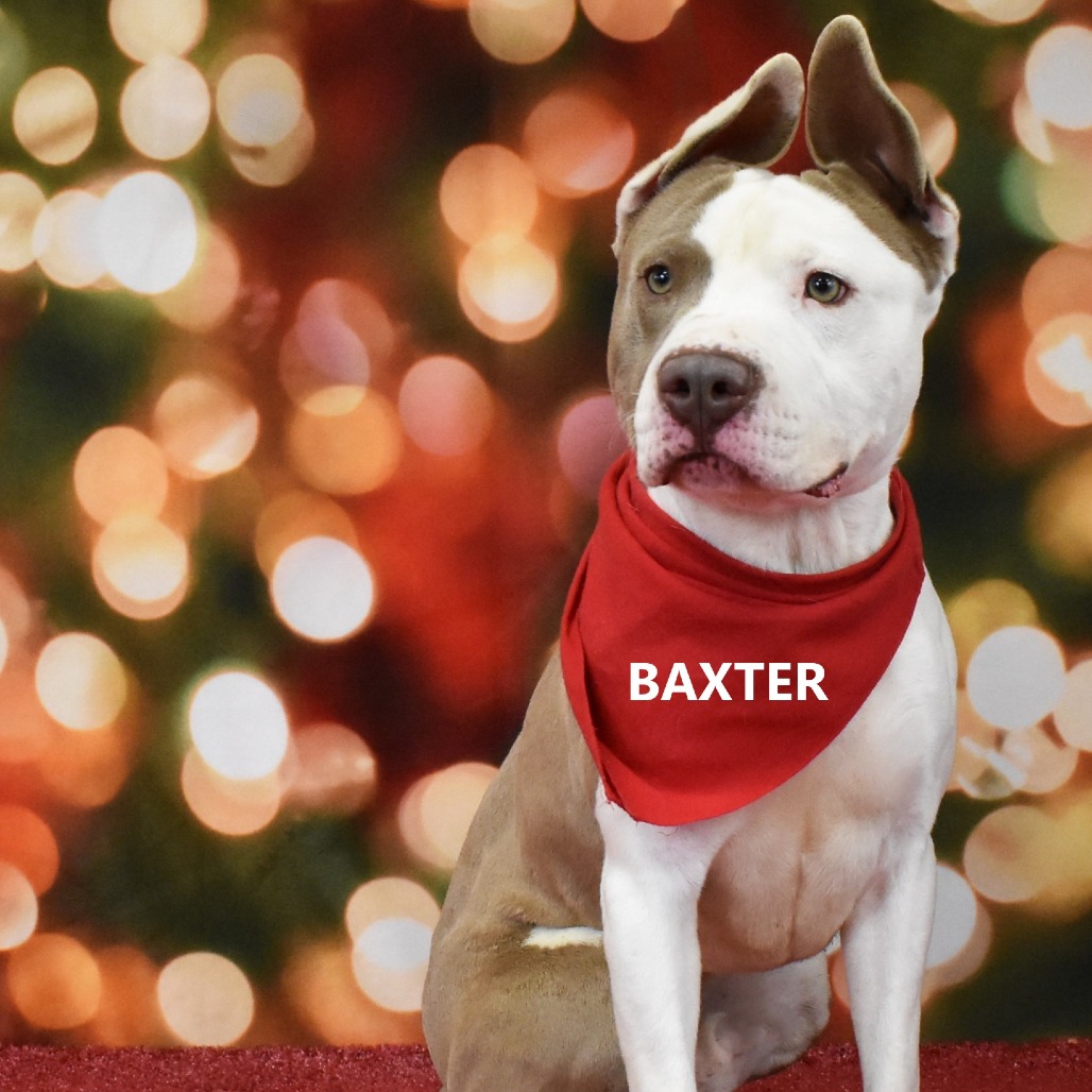 Baxter