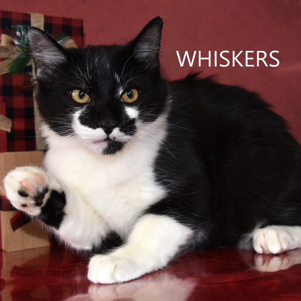 Whiskers