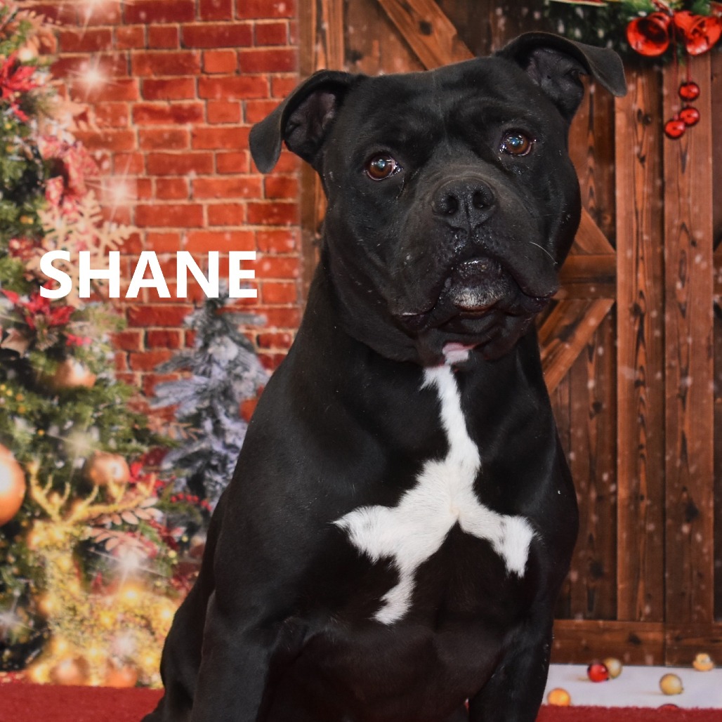 Shane