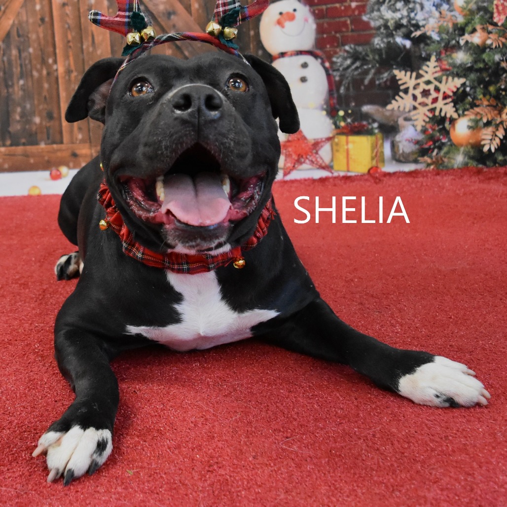 Sheila