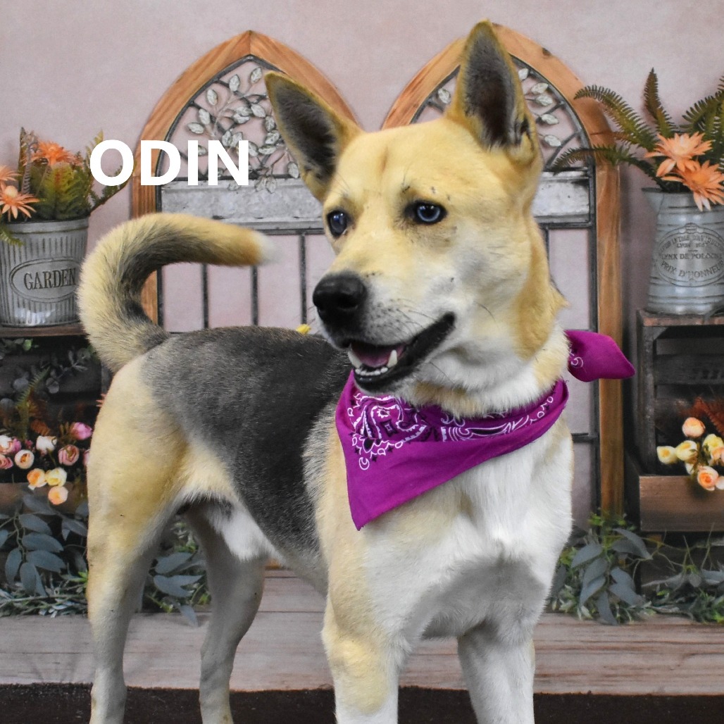 Odin