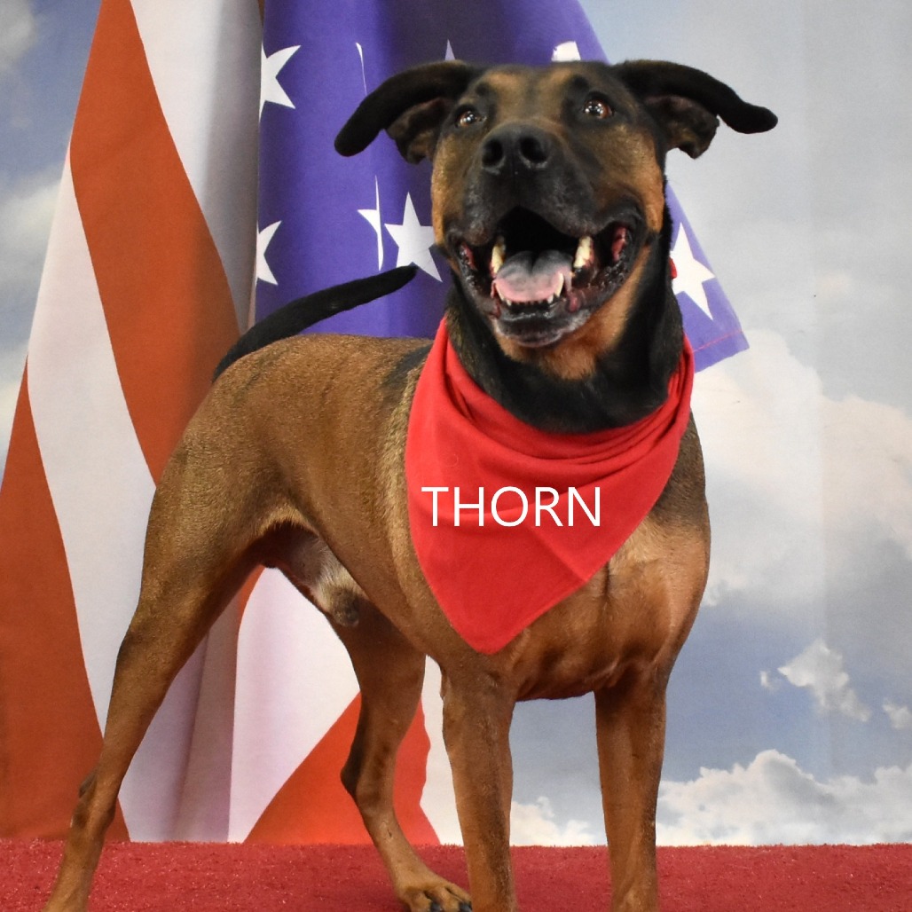 Thorn