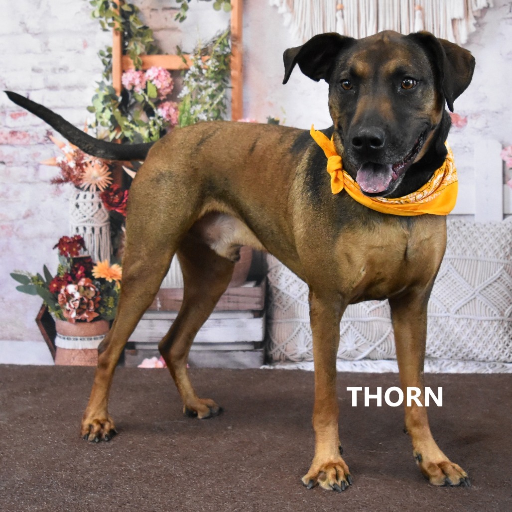 Thorn