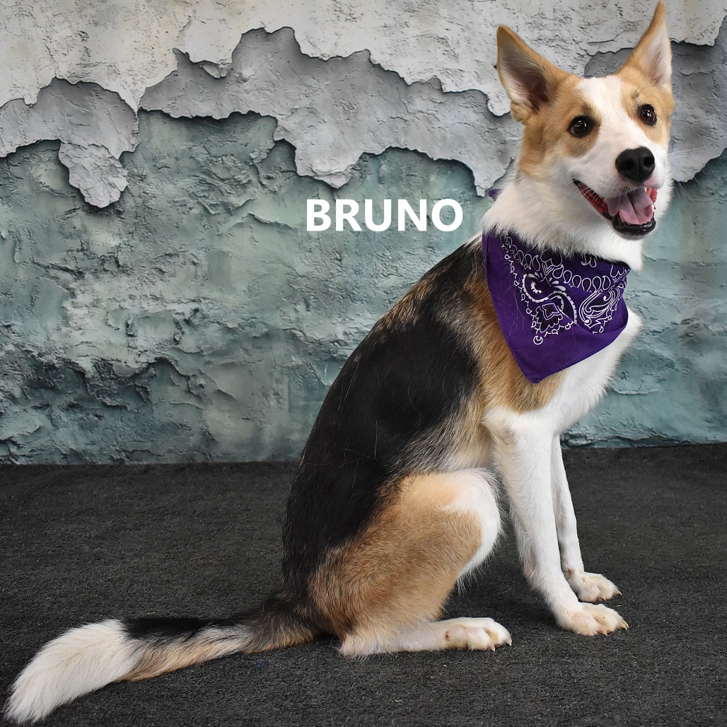 Bruno