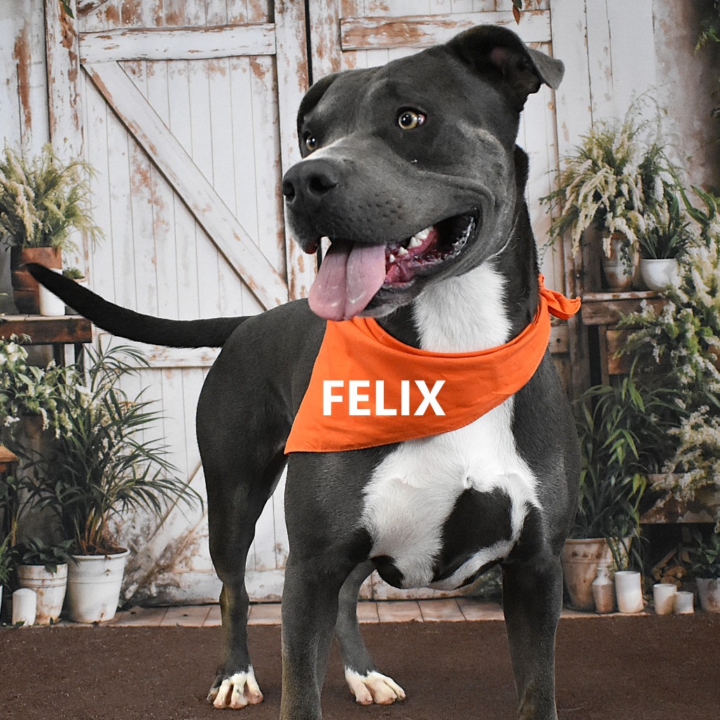 Felix