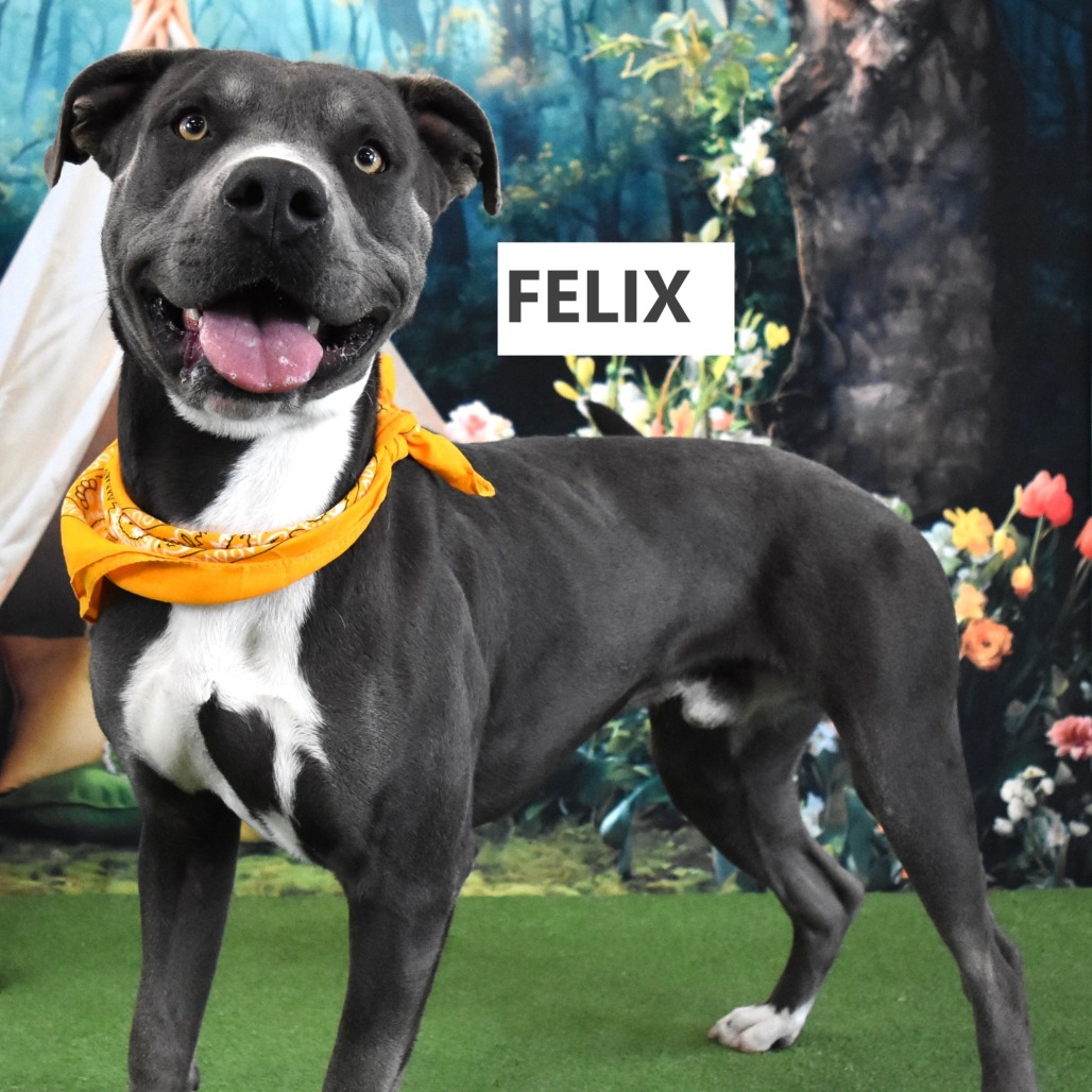 Felix
