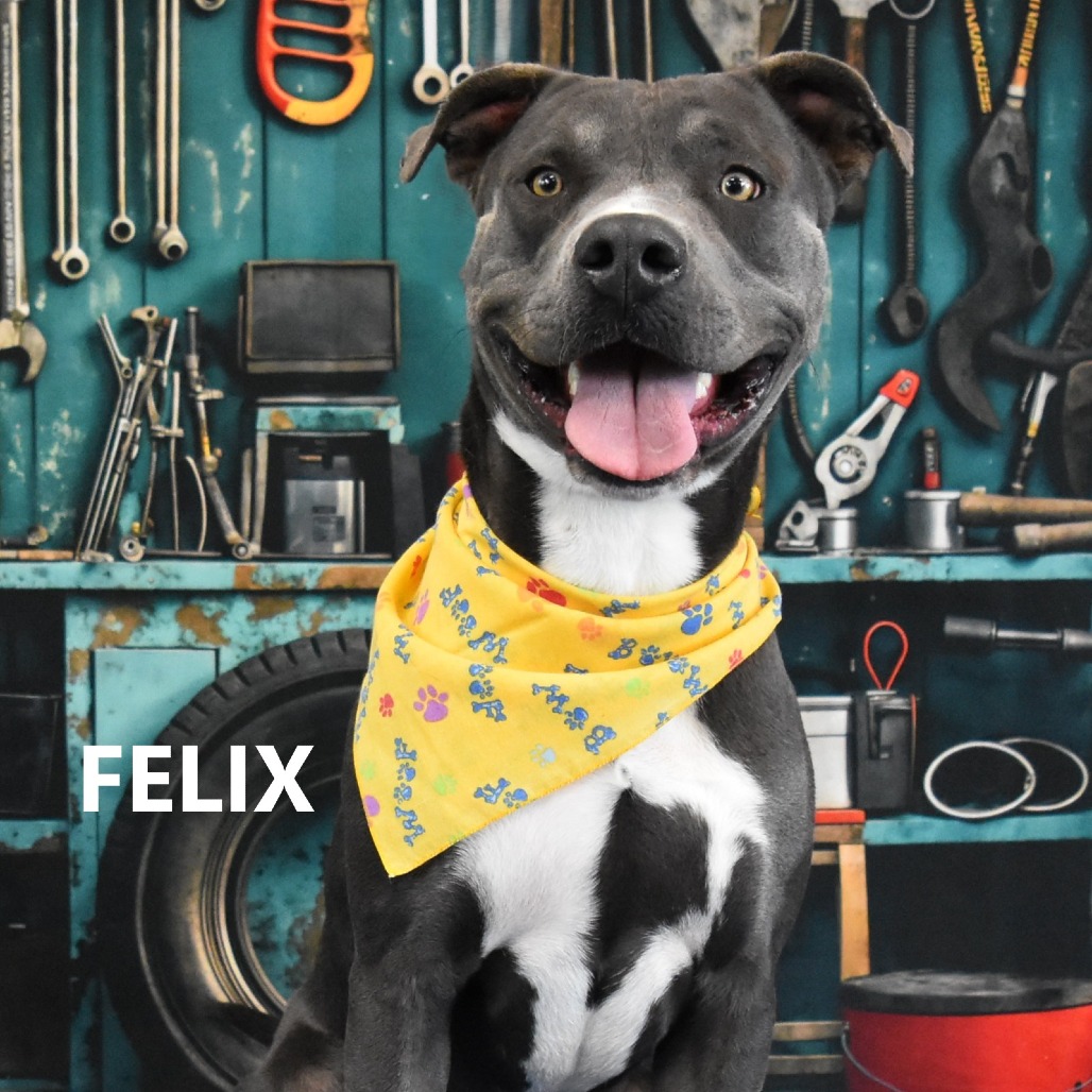 Felix