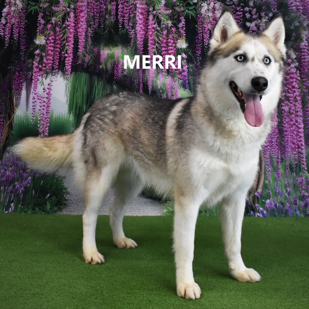 Merri