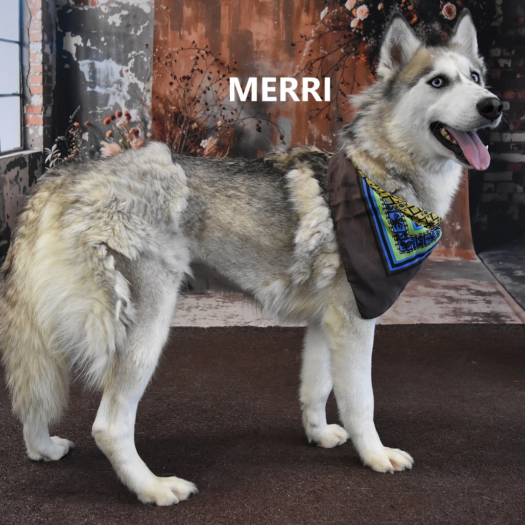 Merri