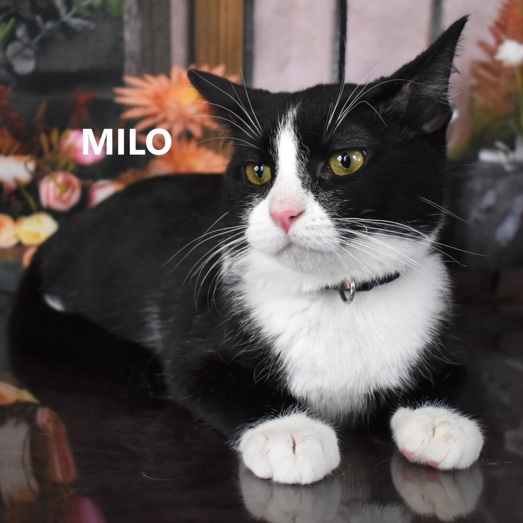 Milo