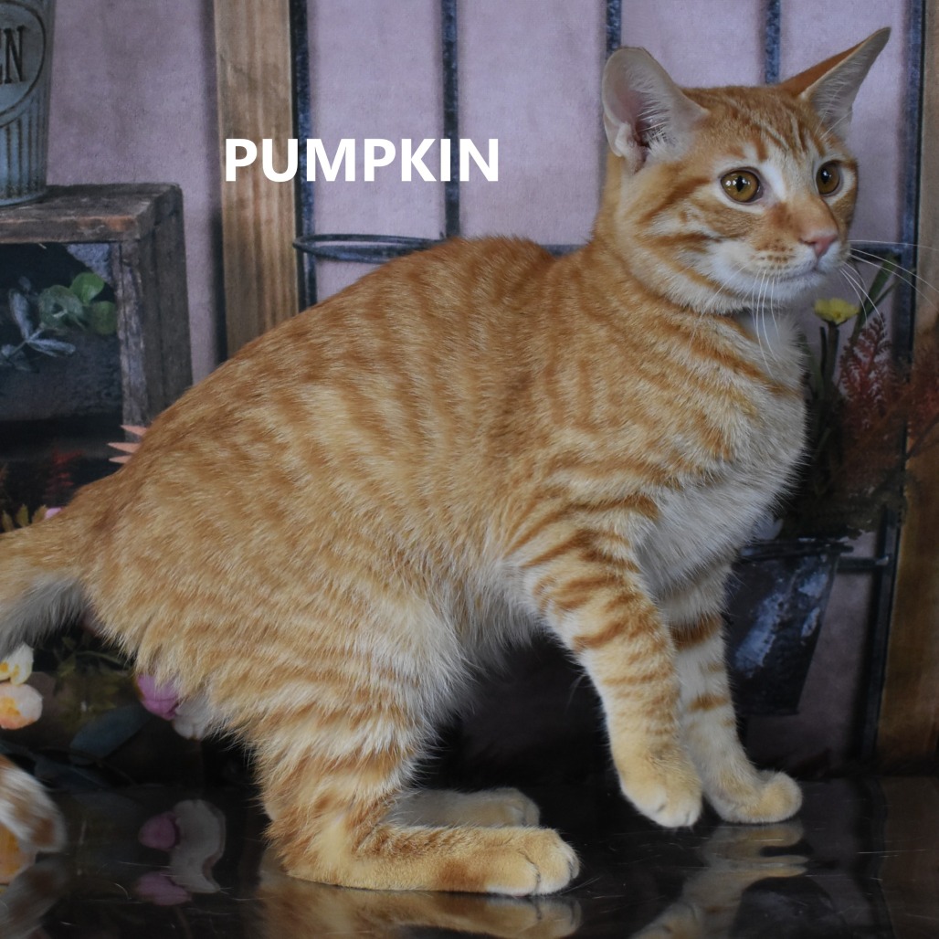 Pumpkin