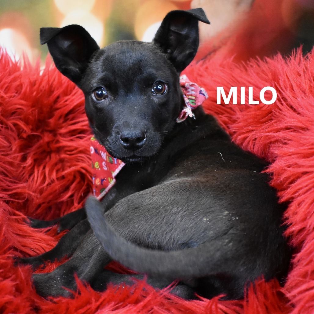 Milo