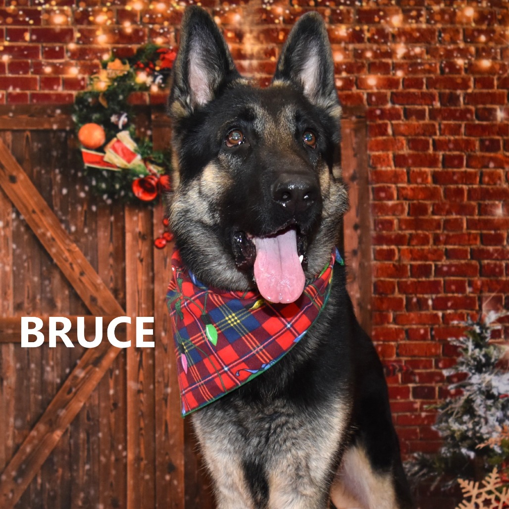 Bruce 