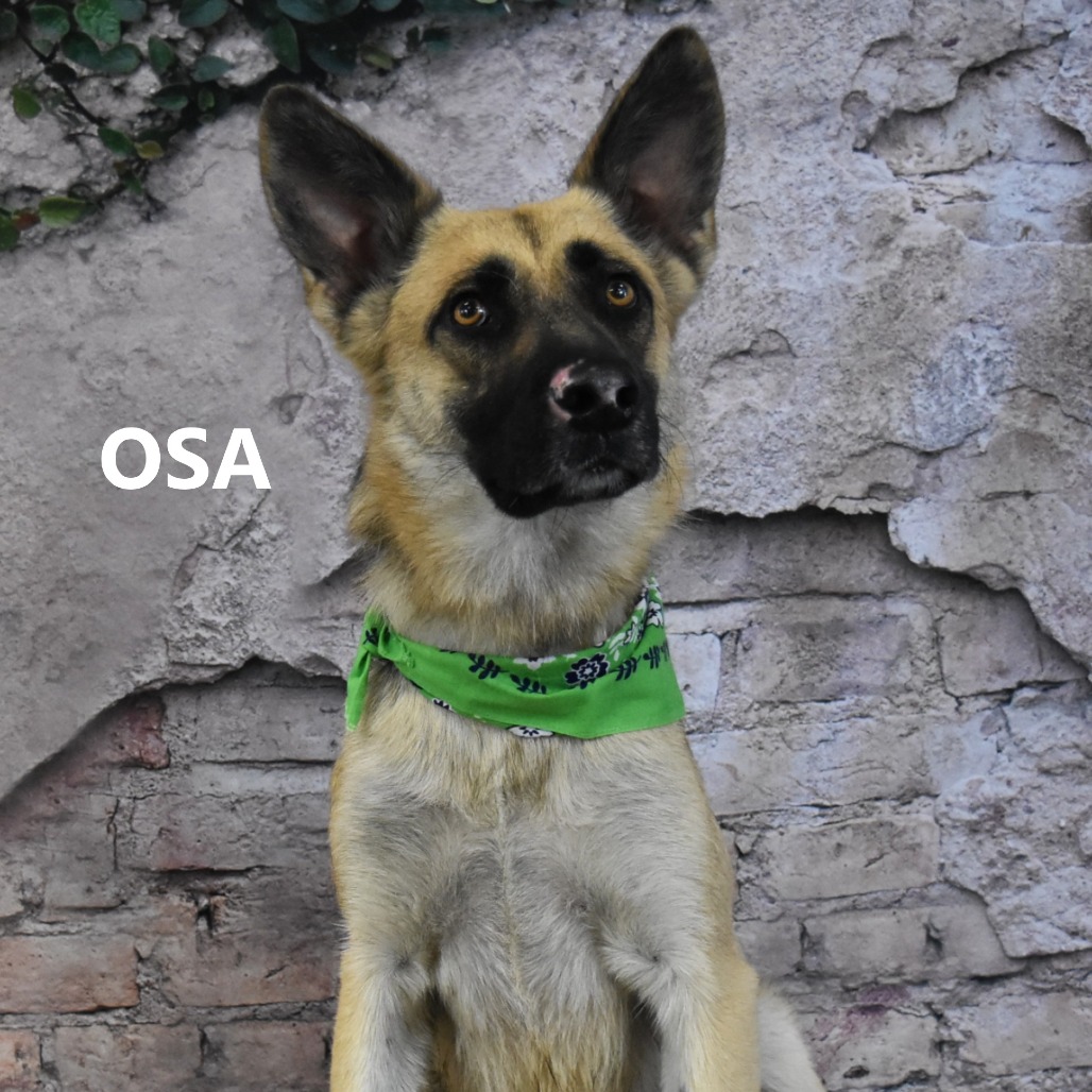 Osa