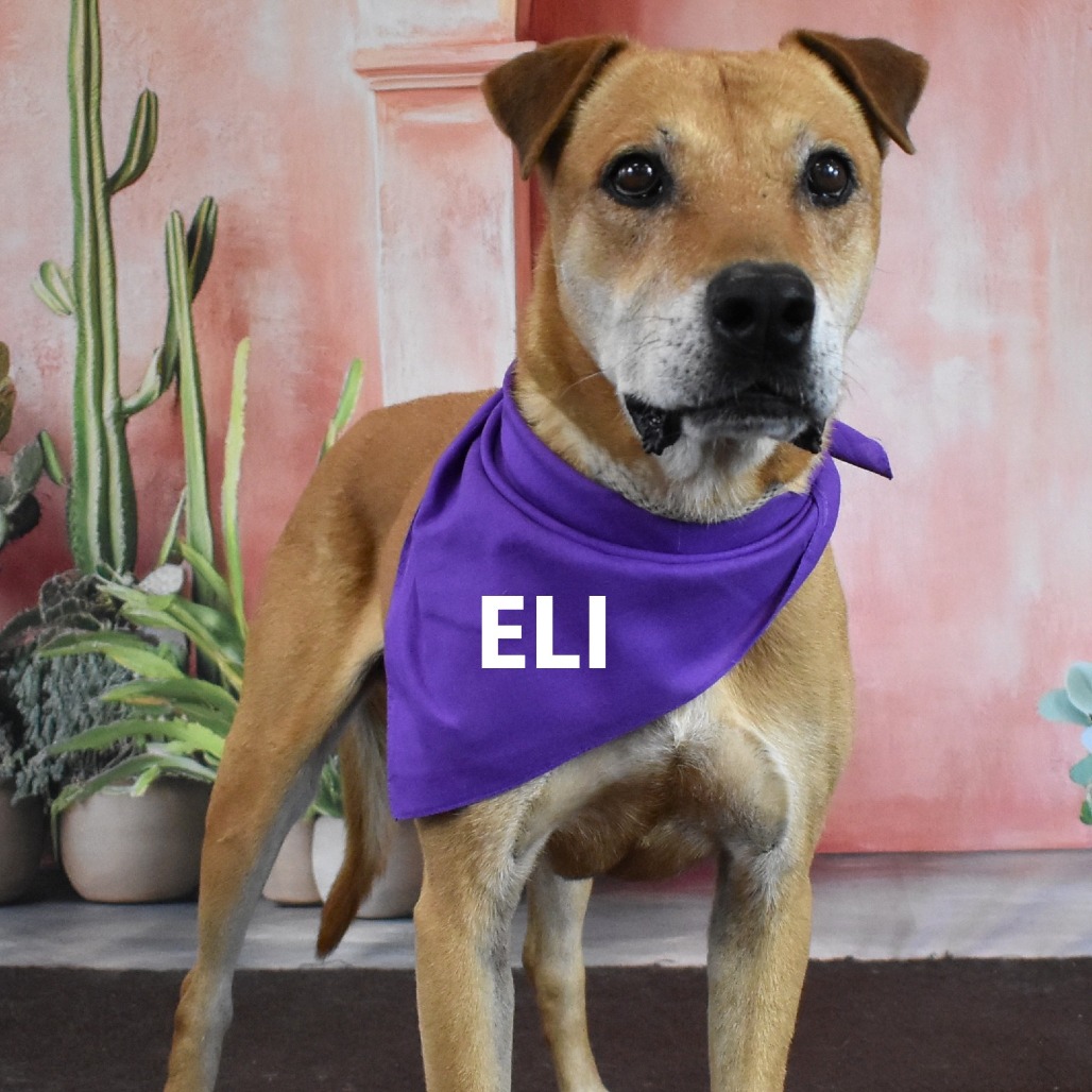 Eli