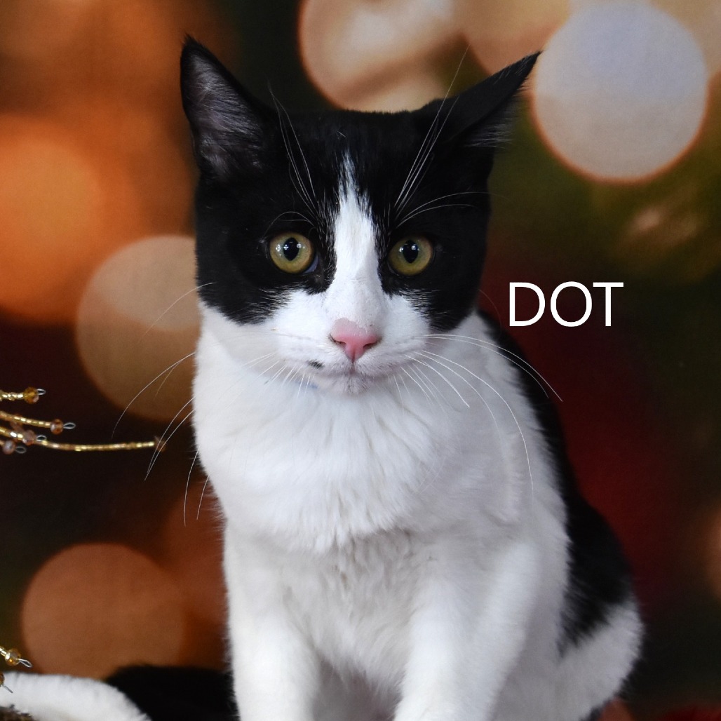 Dot