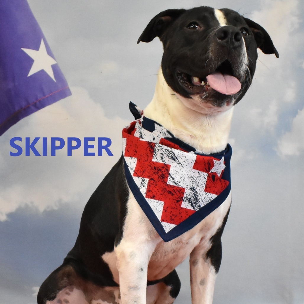 Skipper