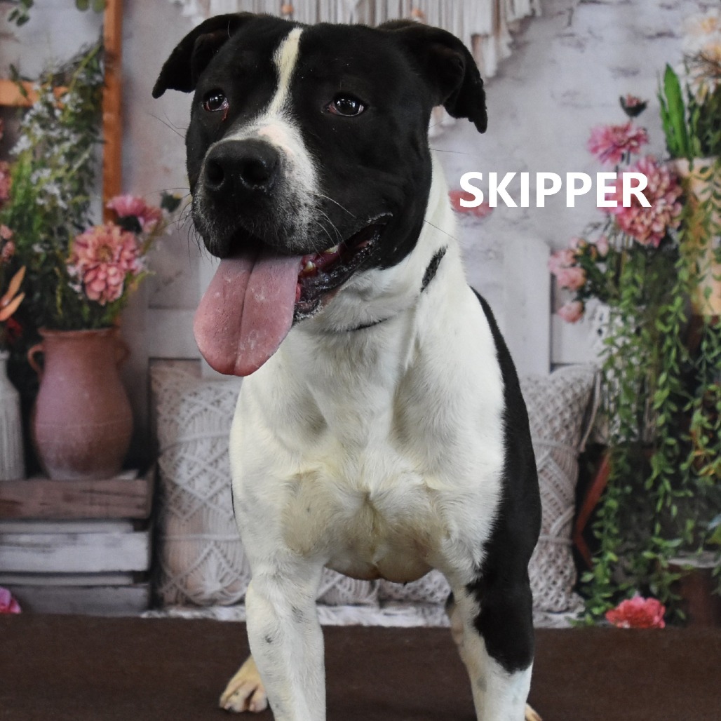 Skipper