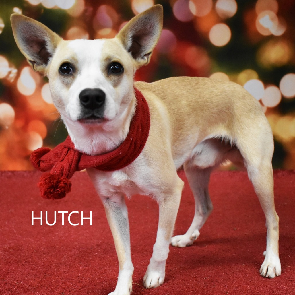 Hutch