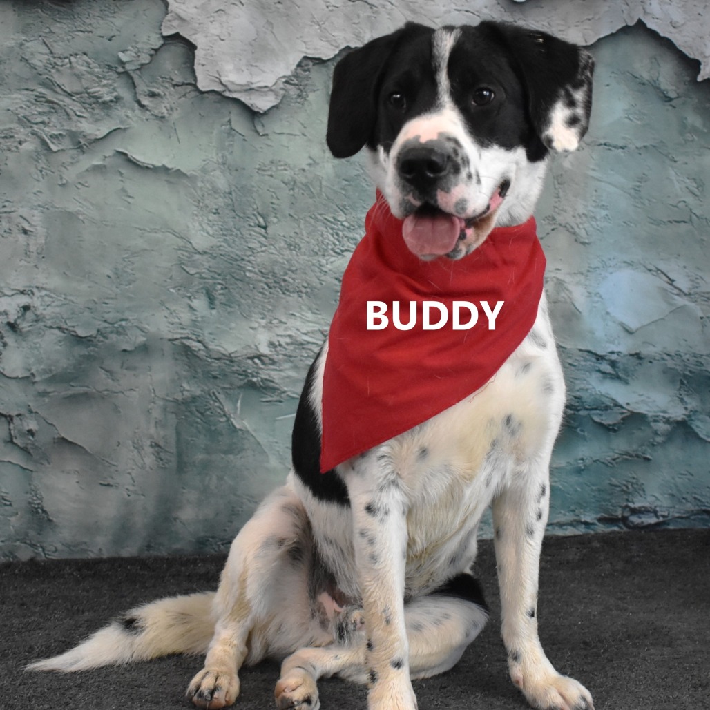 Buddy