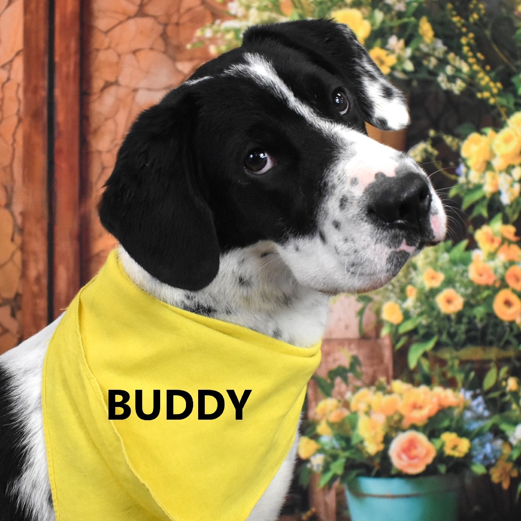 Buddy