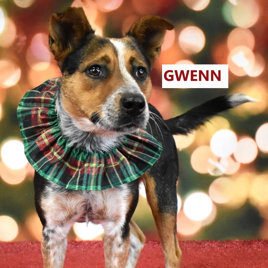 Gwenn