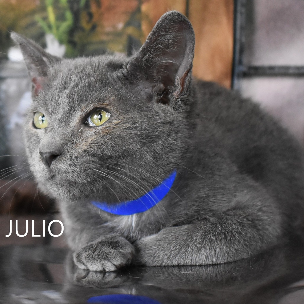 Julio