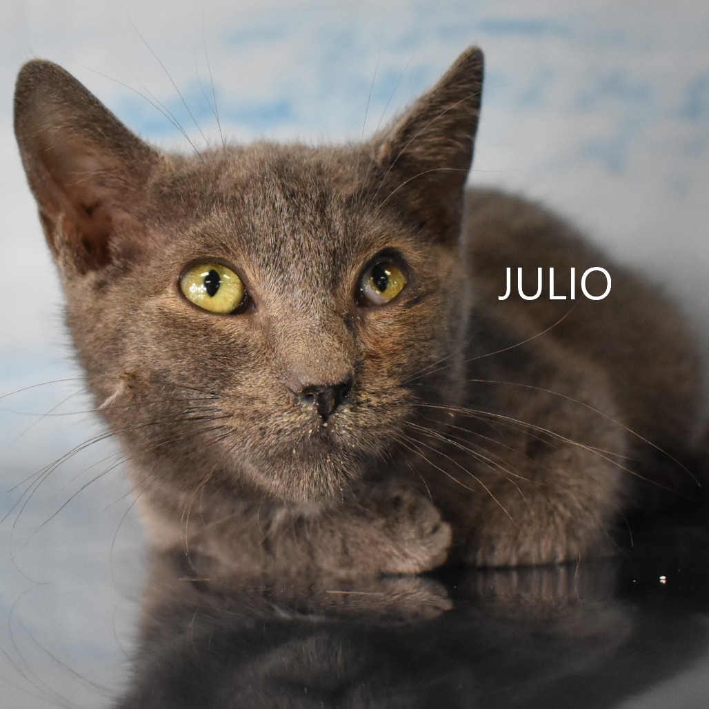 Julio