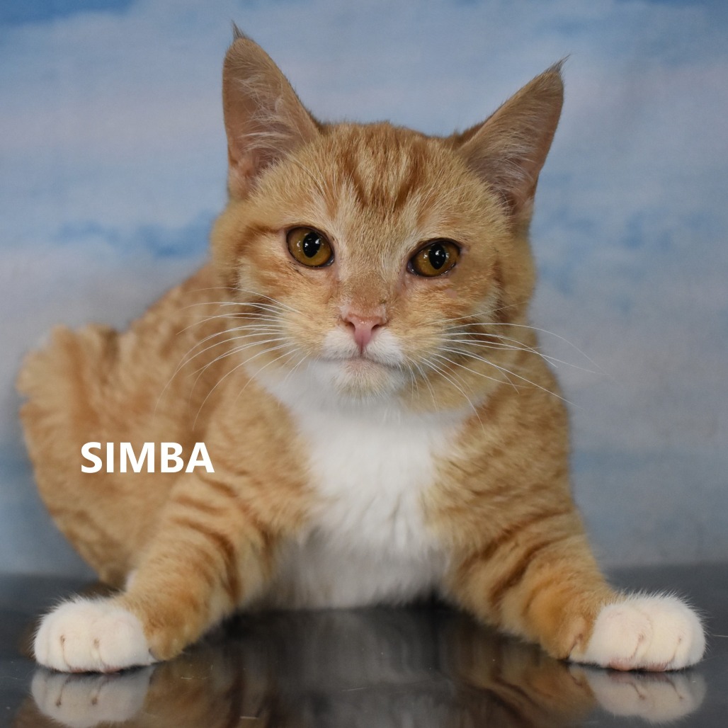 Simba