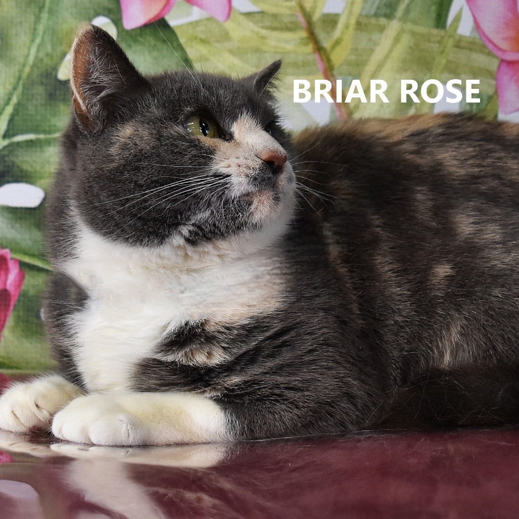 Briar Rose