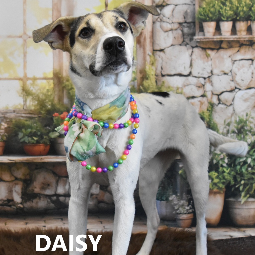 Daisy