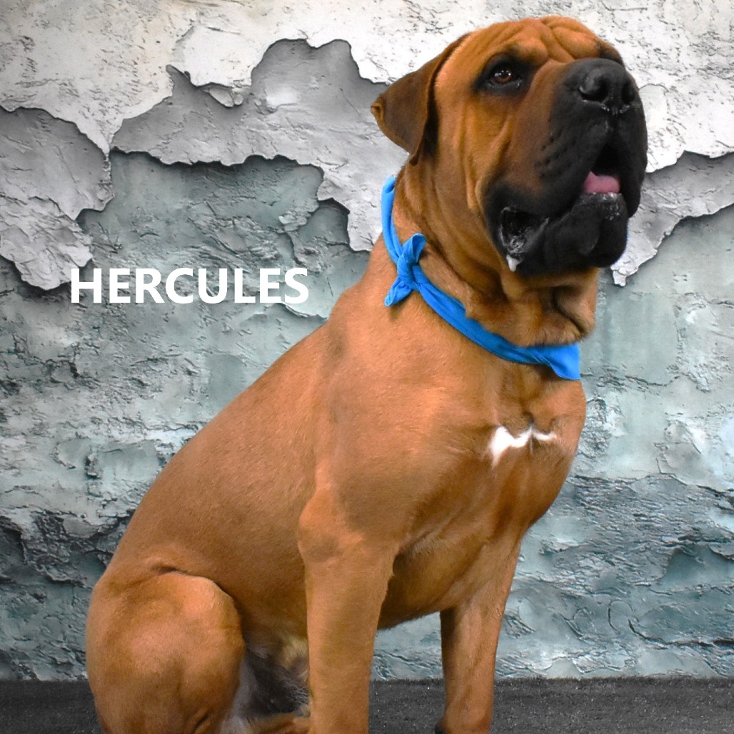 Hercules 