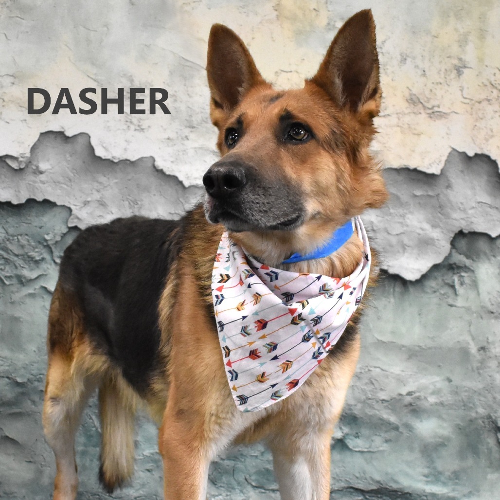 Dasher 