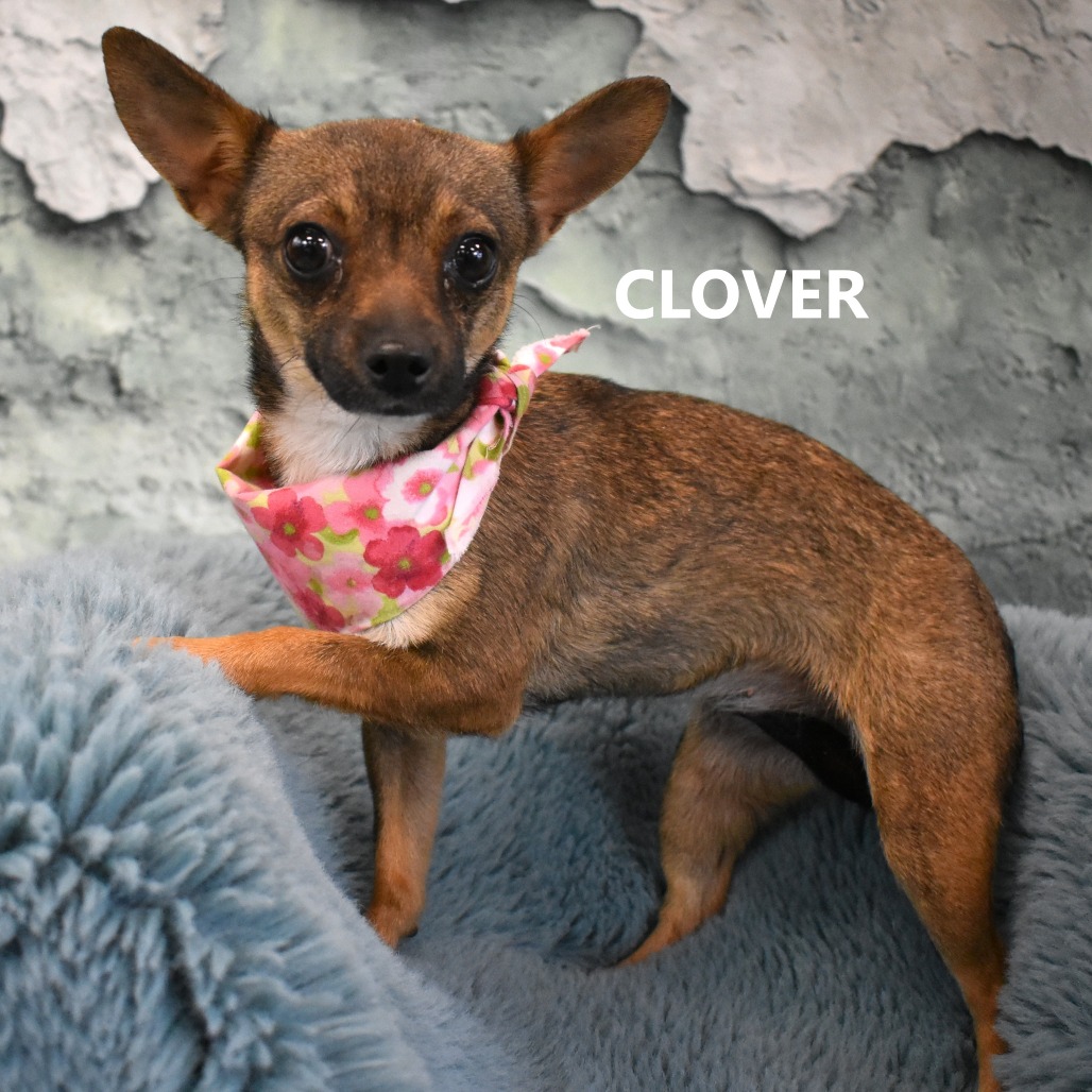 Clover