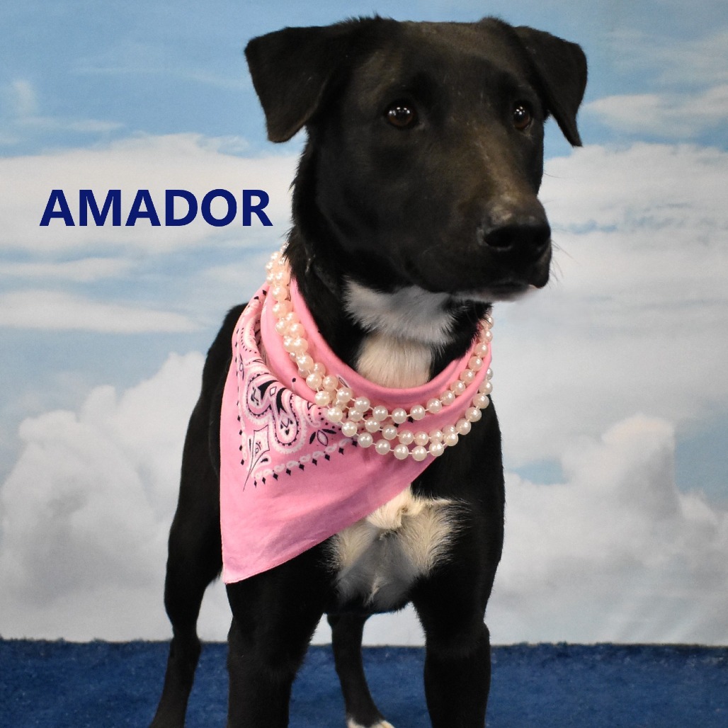 Amador