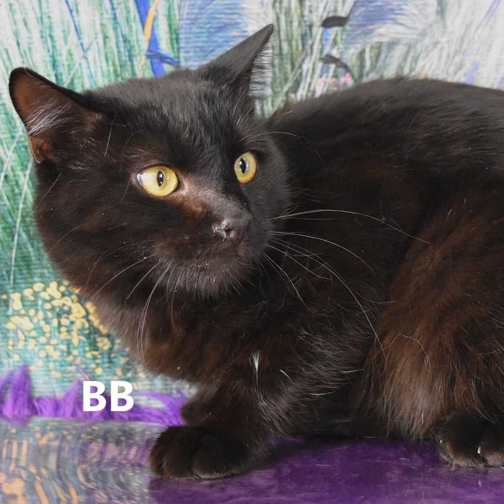 BB
