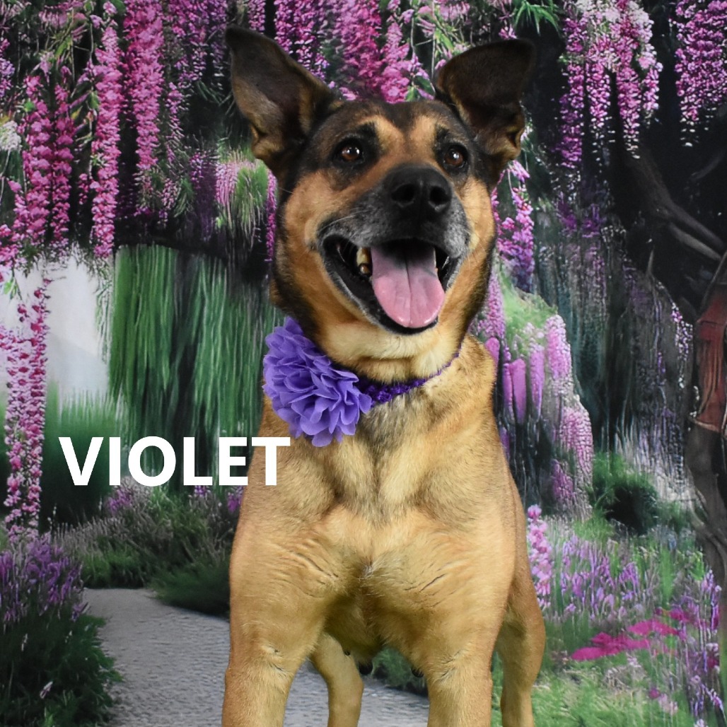 Violet