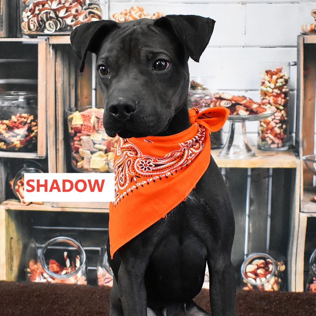 Shadow
